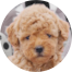 Poochon Puppies For Sale - Windy City Pups