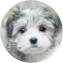 Havachon Puppy For Sale - Windy City Pups