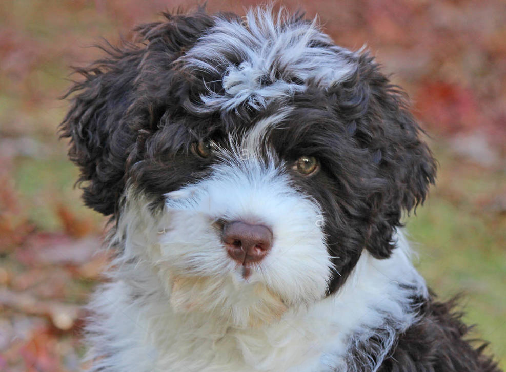 Portuguese Water Dog Puppy For Sale - Windy City Pups