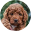 Mini Irish Doodle Puppy For Sale - Windy City Pups Mini Irish Doodle Puppy For Sale - Windy City Pups