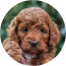 Mini Irish Doodle Puppy For Sale - Windy City Pups