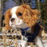 Cute Cavalier King Charles Spaniel Pup