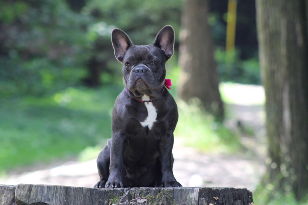 Cute French Bulldog Purebred Pup