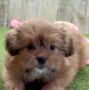 Cute Shih Pom Pup