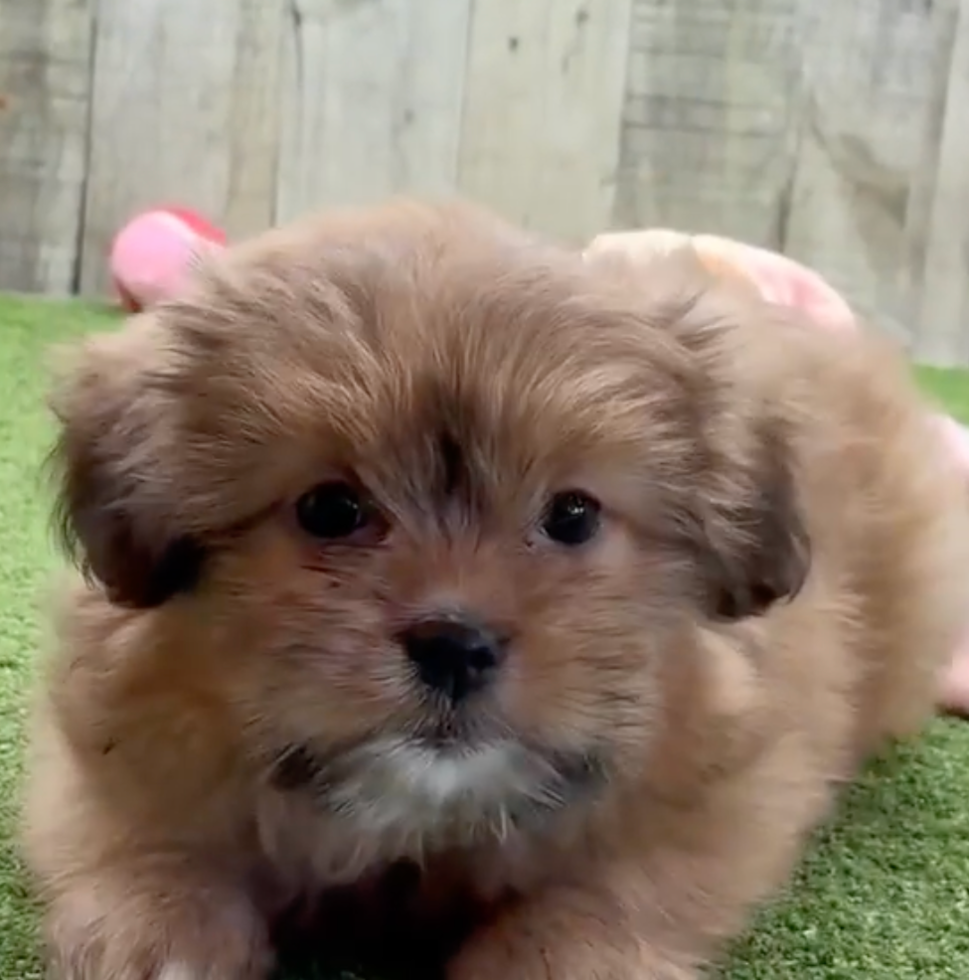 Cute Shih Pom Pup