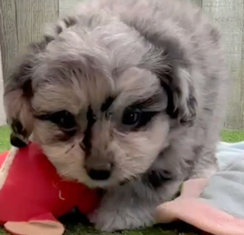 Bichonaranian Puppies For Sale - Windy City Pups