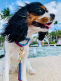 Cute Cavalier King Charles Spaniel Pup