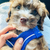 Cute Cockapoo Pup