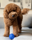 Cute Mini Goldendoodle Pup