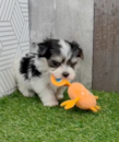 Cute Morkie Designer Pup Cute Morkie Designer Pup