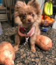 Cute Pomeranian Pup