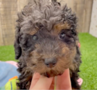 Cute Poodle Pup