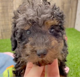 Toy Poodle Puppies For Sale - Windy City Pups