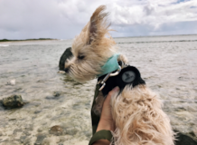 Cute Yorkie Designer Pup