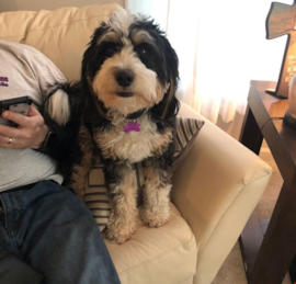 Bernadoodle Puppies For Sale - Windy City Pups