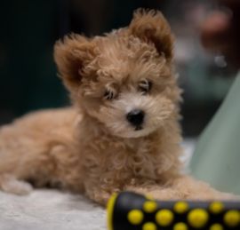 Pooranian Puppies For Sale - Windy City Pups