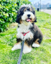 Cute Mini Bernedoodle Poodle Mix Pup