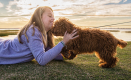 Cute Cockapoo Pup