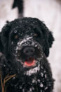 Cute Portuguese Water Dog Pup