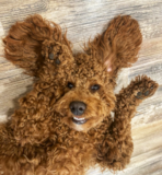 Cute Mini Goldendoodle Poodle Mix Pup