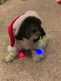 Cute Havanese Purebred Pup