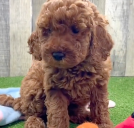 Irishdoodle Puppies For Sale - Windy City Pups