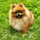 Cute Pomeranian Purebred Pup