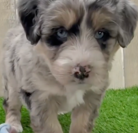 Husky Poo Puppies For Sale - Windy City Pups