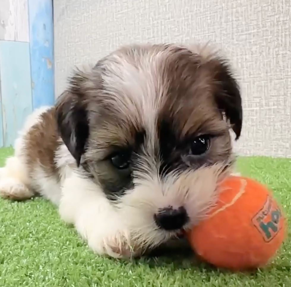 Shorkie Being Cute