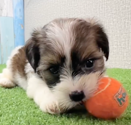 Yorkie Tzu Puppies For Sale - Windy City Pups