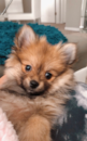 Cute Pomeranian Purebred Pup