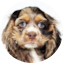 Cocker Spaniel Puppy For Sale - Windy City Pups Cocker Spaniel Puppy For Sale - Windy City Pups