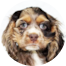 Cocker Spaniel Puppy For Sale - Windy City Pups