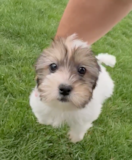 Cute Shih Tzu Yorkie Mix Designer Pup