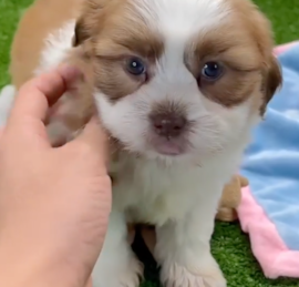 Havashi Puppies For Sale - Windy City Pups