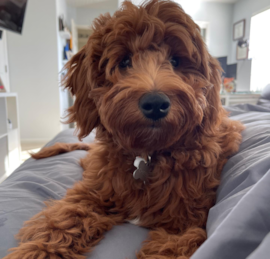 Mini Goldendoodle Puppies For Sale - Windy City Pups