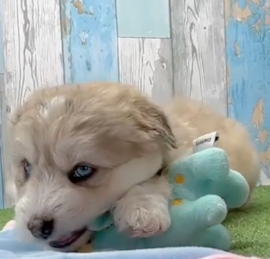 Husky Poodle Puppies For Sale - Windy City Pups