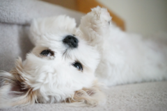 Cute Maltese Purebred Pup