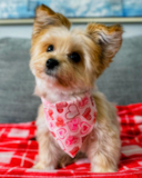 Cute Morkie Designer Pup