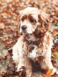 Cocker Spaniel Being Cute