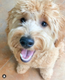 Cute Golden Retriever Poodle Mix Pup