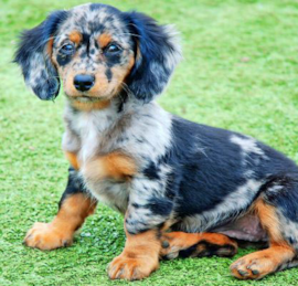 Mini Doxiedoodle Puppies For Sale - Windy City Pups