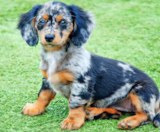 Mini Doxiedoodle Puppies For Sale Windy City Pups