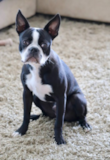Boston Terrier Being Cute Boston Terrier Being Cute
