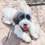 Cute Havanese Pup