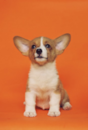 Pembroke Welsh Corgi Being Cute