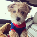 Cute Morkie Pup