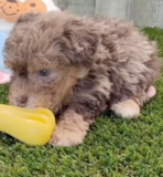 Cute Pudle Purebred Pup
