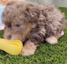 Caniche Puppies For Sale - Windy City Pups