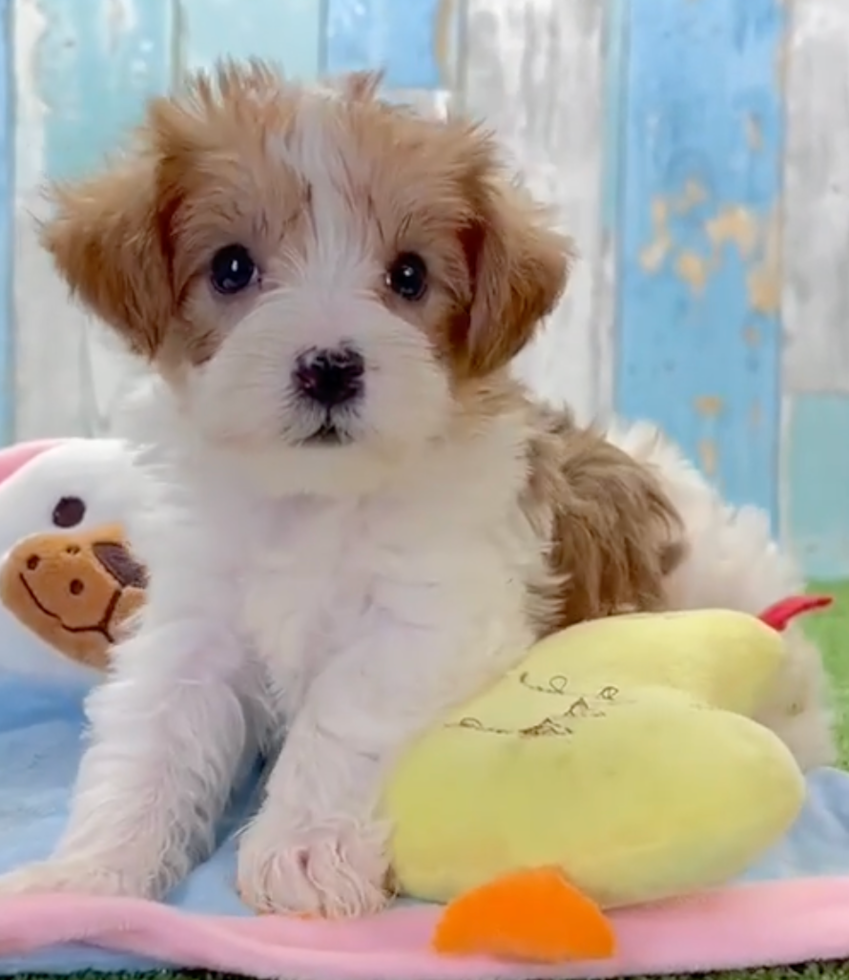 Cute Yorkie Doodle Poodle Mix Pup